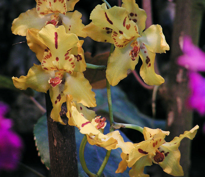 Orchidea.34.JPG - OLYMPUS DIGITAL CAMERA